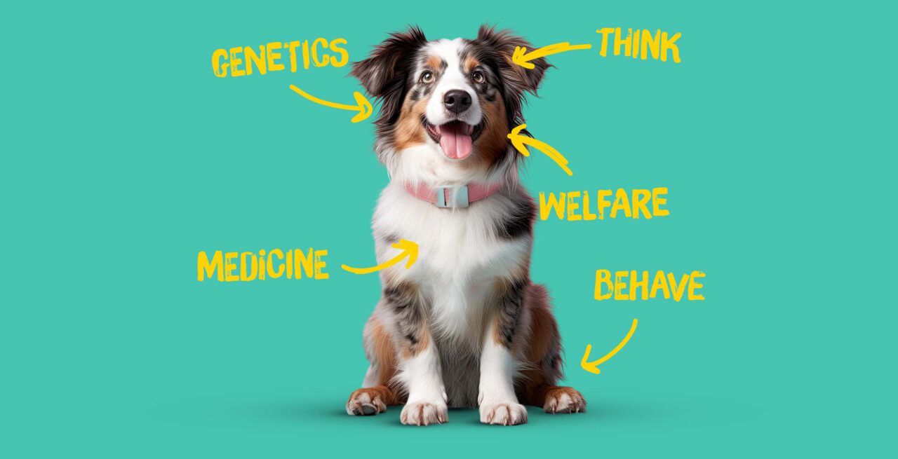 Dog Sounds Science Home - Dogs and Science