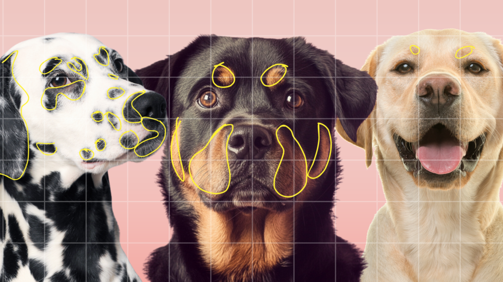 Do facial colours affect dogs’ facial expressions? - Dogs and Science