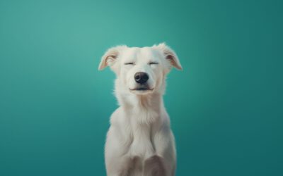 If you blink, I’ll blink back! The role of eye blinking in canine communication