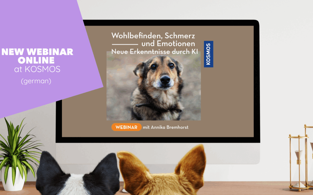 Two dogs watching a dogs and science webinar on canine pain and emotions by Dr Annika Bremhorst