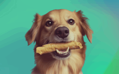 Want smarter, faster learning? Just add chew time: How post-training chewing boosts canine memory