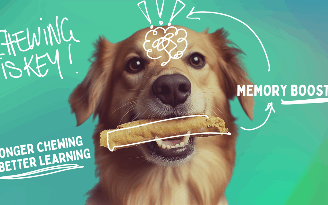Dog chewing a toy on green background, illustrating post-training memory boost